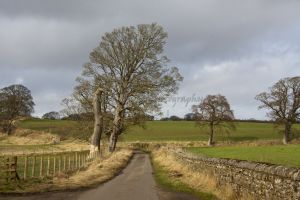 _aydon castle 3.jpg